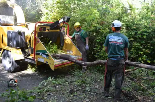 tree services Lake Forest